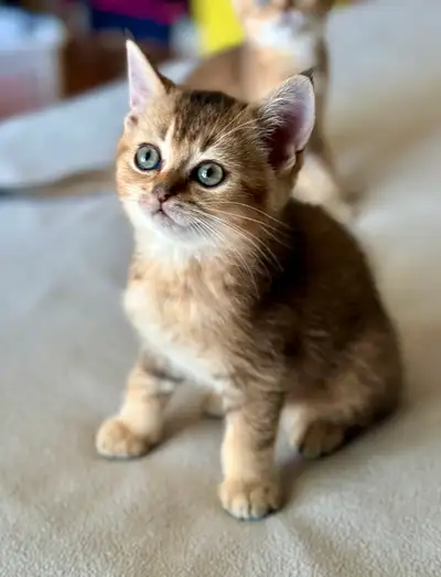 Purebred Scottish short-haired tabby Kittens for adoption, View more