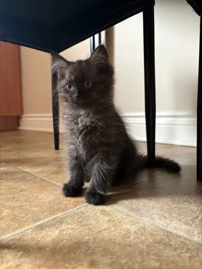 Persian Kitten for Sale, View more