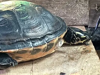 Wildlife & Exotic Animal Rehabilitation / Rehoming, View more