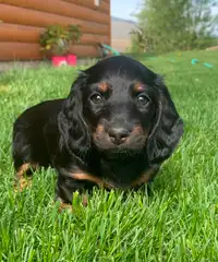 Adorable mini daschund puppy, female, long haired black and tan