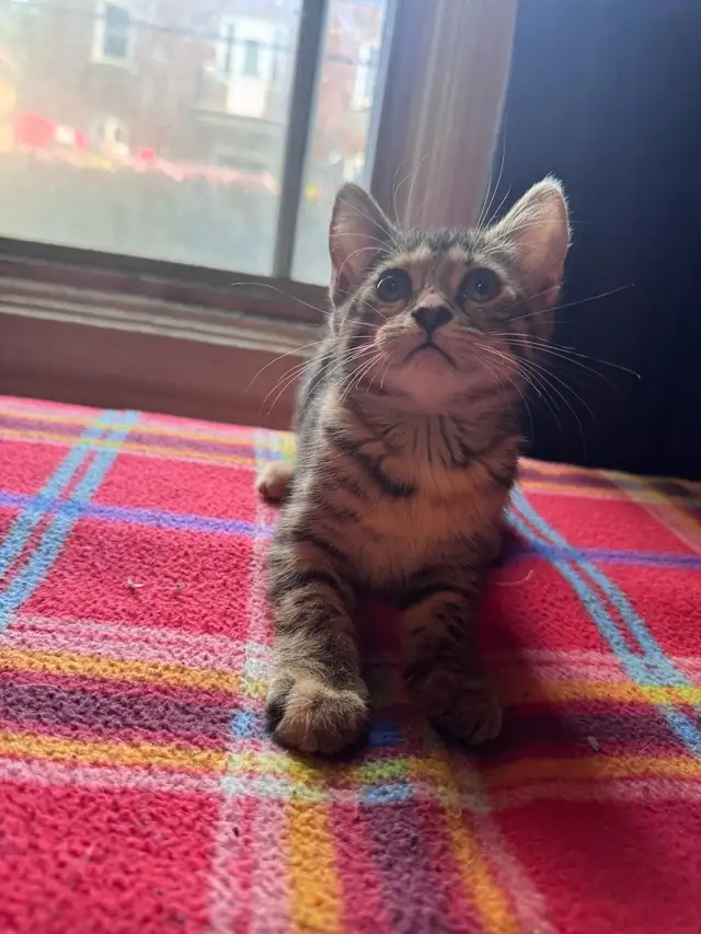 Bengal mixed adorable kittens in Cats & Kittens for Rehoming in City of Montréal - Image 6