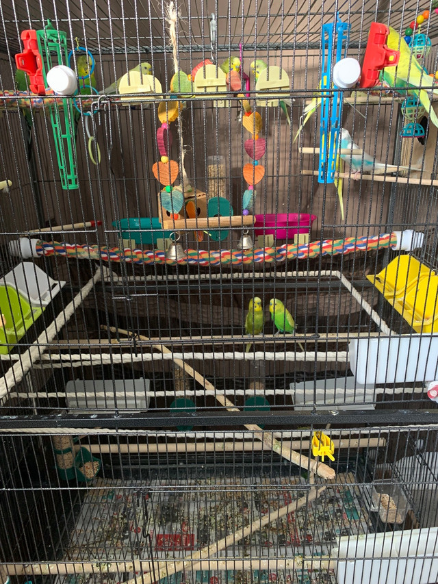 Fertile Budgies For Sale - males and females in Birds for Rehoming in Ottawa - Image 2