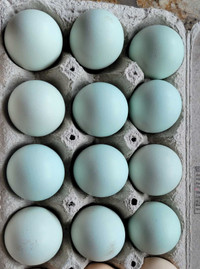 F1 Olive egger hatching eggs
