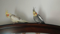 Cockatiel couple 