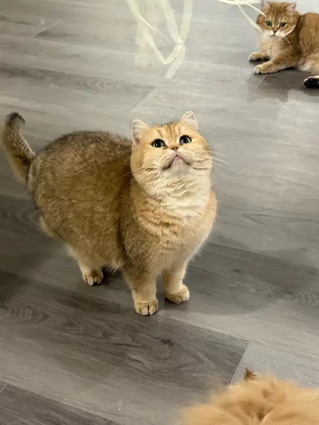 British shorthair cat