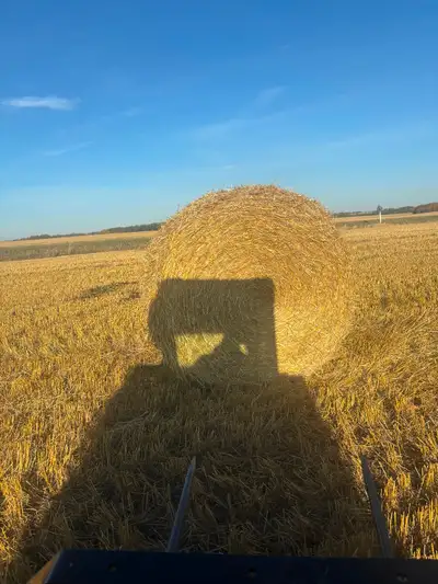 100 or so barley 2026 barley straw for sale $30 a bale can load any time . Call or text 306-231-4810