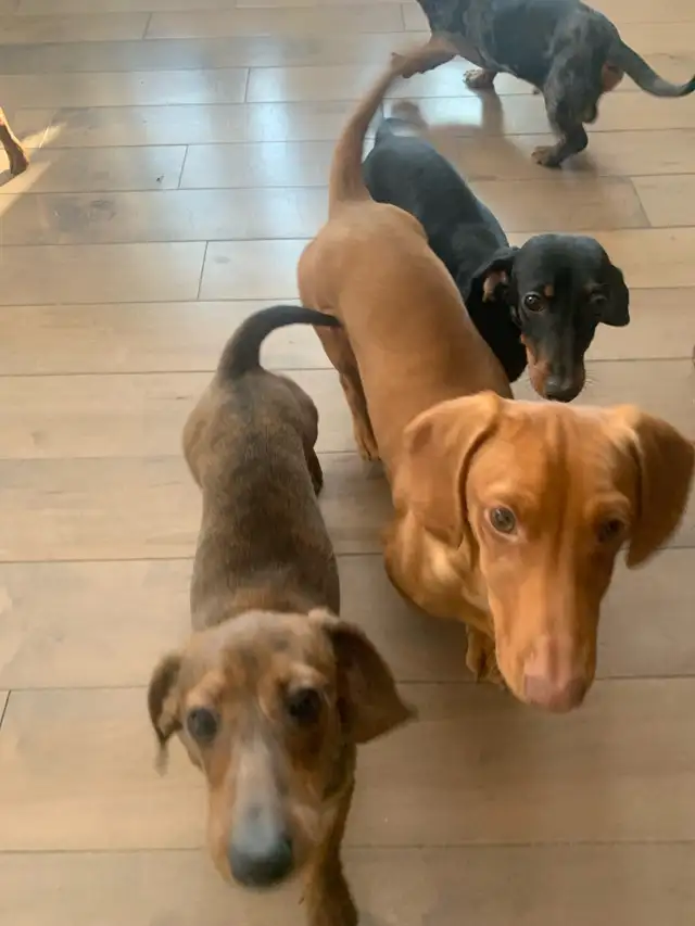 Teckel mâle et femelle in Dogs & Puppies for Rehoming in Lanaudière - Image 3