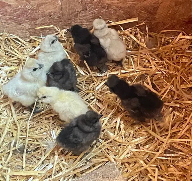 Silkie chicks for sale in Livestock in Vernon - Image 3