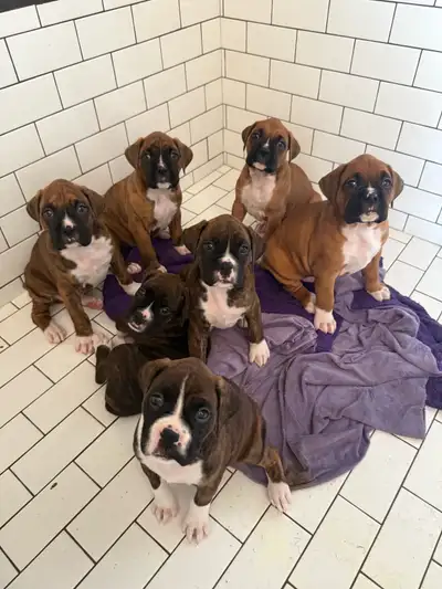 Boxer puppies, View more
