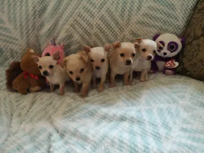 SALE REDUCED PRICING AS BREEDER IS DOWNSIZING ❤️❤️ VALENTYNE ENTERPRISE LICENCED KENNEL REGISTERED B...