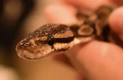 Ball Python (everything included, tank, heat lamp, etc), View more