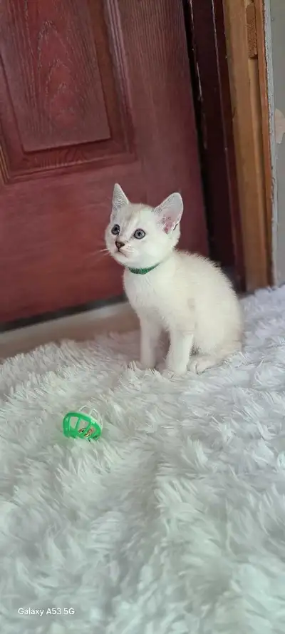 chaton highland lynx de compagnies, View more