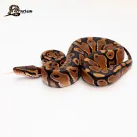 Python royal - Régulier het pied - Femelle