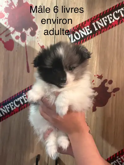 Disponibles 24 oct superbes bébés Pomeranien mâles et femelle, View more