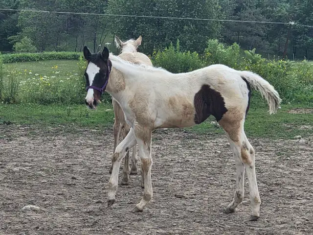 A Beautiful Bay/White APHA Filly in Horses & Ponies for Rehoming in Owen Sound - Image 3