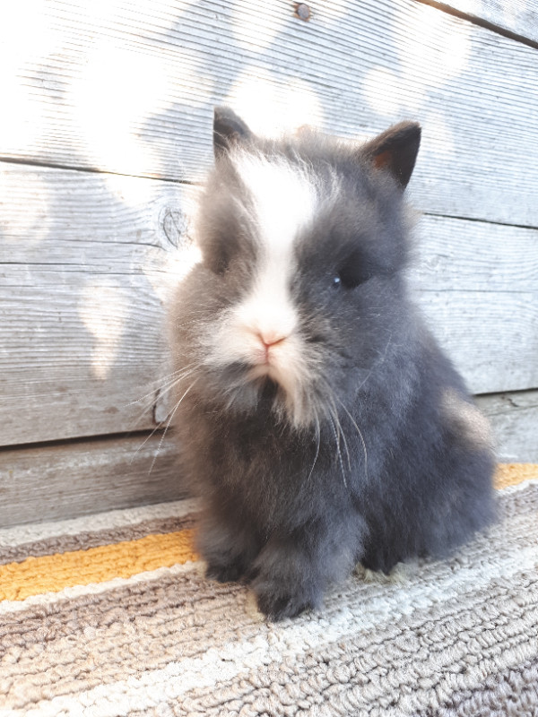 Purebred dwarf breed bunny rabbits in Small Animals for Rehoming in Delta/Surrey/Langley