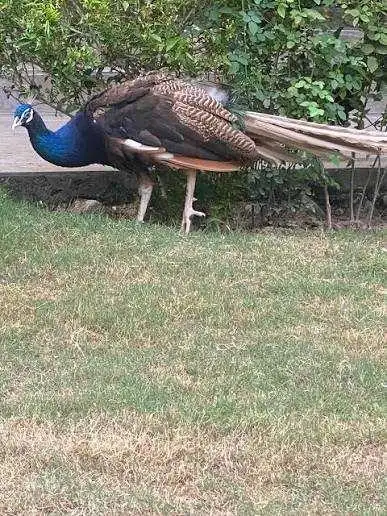  Indian Blue Peacock Yearling Pair – Within 50km of Ottawa, View more