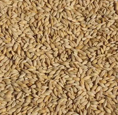 BAGGED BARLEY FOR SALE, View more