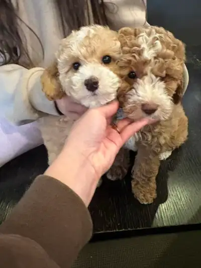 Poodle pups, View more