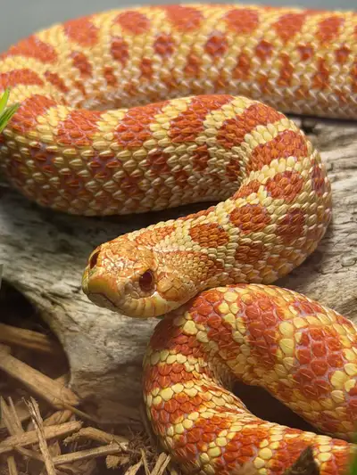Western Hognose (high red albino) , View more