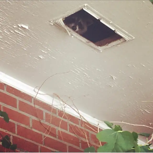 Animal Removal Brampton Mississauga in Other in Mississauga / Peel Region - Image 5