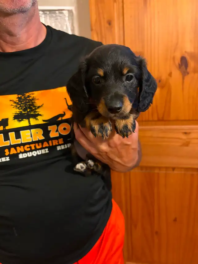 Teckel miniature poil long in Dogs & Puppies for Rehoming in Trois-Rivières - Image 3