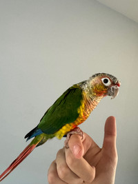 Conure Parrot