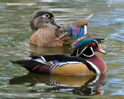 Wood duck pairs, View more