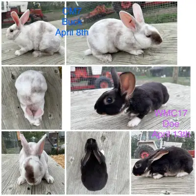 pure Rex rabbits, View more