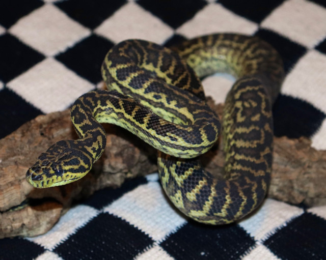 Jungle Carpet Pythons! in Reptiles & Amphibians for Rehoming in Edmonton - Image 2