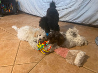 Purebred  CKC Poodle (Toys and Miniature)