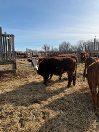 Yearling open heifers for sale 