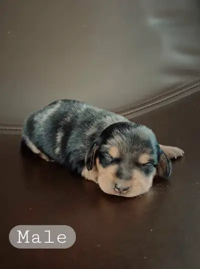 Miniature dachshund puppy, View more