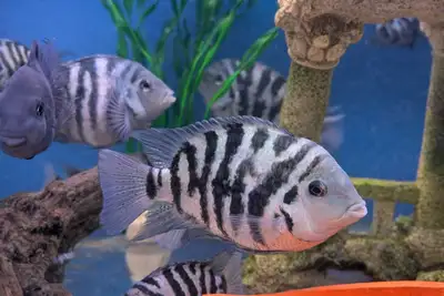 Polar Blue Parrot Cichlids - Tropical Aquarium Fish, View more