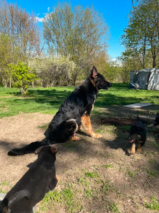 German Shepherds Puppies Berger Allemand Chiots in Dogs & Puppies for Rehoming in Longueuil / South Shore - Image 9