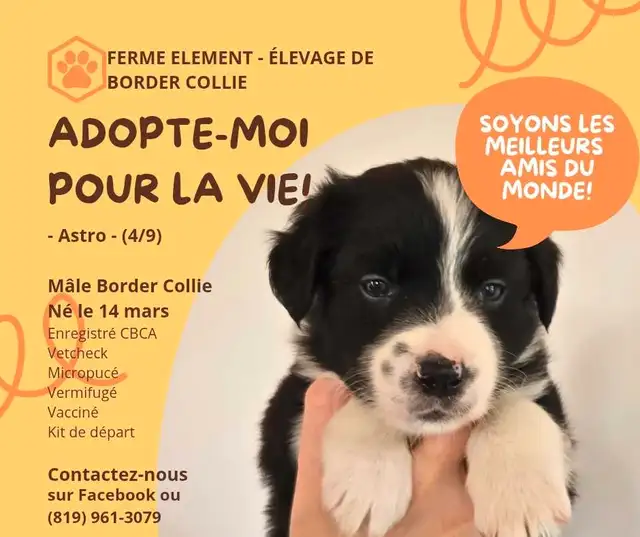Chiots Border Collie Pure race / Purebred Border Collie Puppies in Dogs & Puppies for Rehoming in Gatineau - Image 2