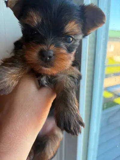 Male toy Yorkshire terrier, View more