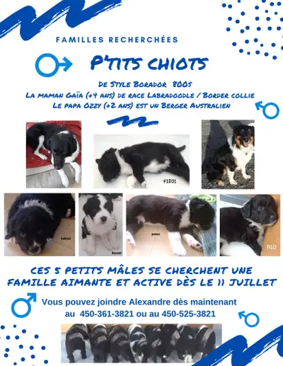 Chiots à vendre, View more