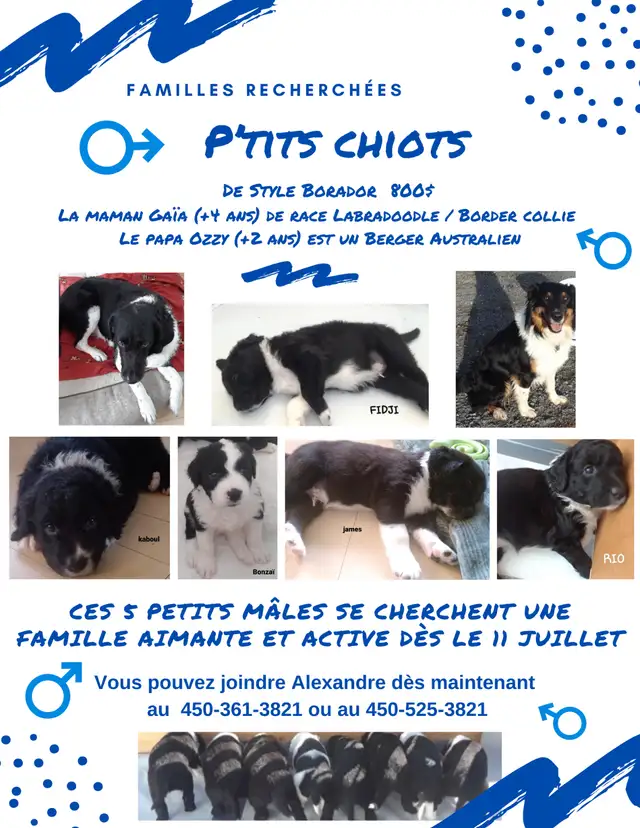 Chiots à vendre in Dogs & Puppies for Rehoming in Granby - Image 2