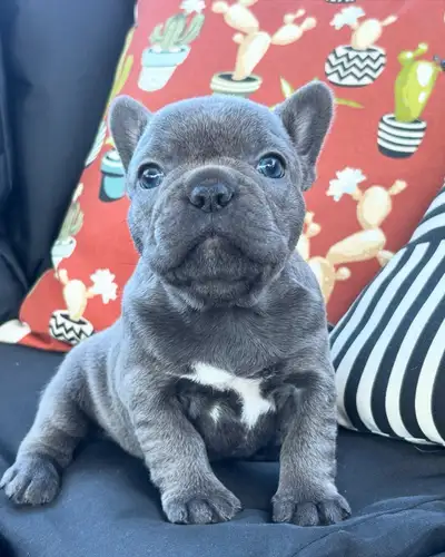 Looking for your best friend/souldog!?? Bringing home a French Bulldog means endless cuddles and lau...