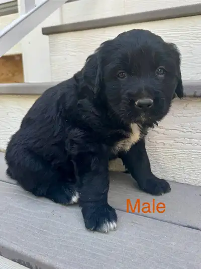 Golden Mountain puppies *only 2 available*, View more