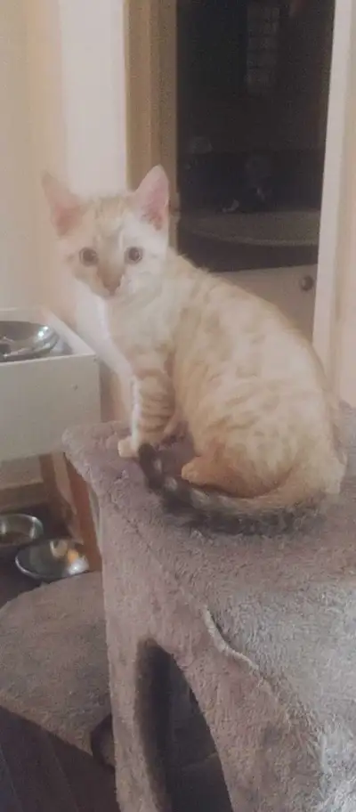 Chaton bengal snow mink, View more