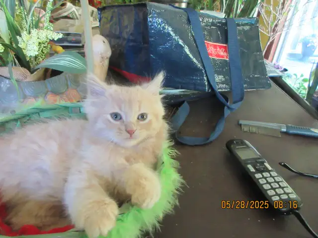 chaton Semi-Persan in Cats & Kittens for Rehoming in Sherbrooke - Image 3