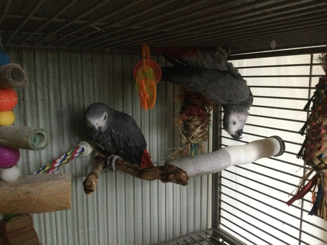 Congo African Grey Breeding Pair in Birds for Rehoming in St. Catharines - Image 2