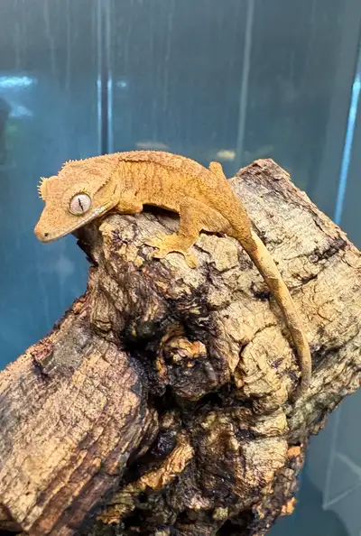Crested Gecko, View more