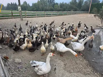 Large Flock of Ducks, View more