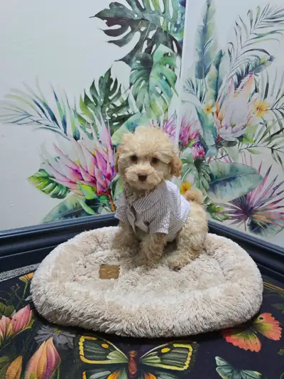1 mini poodle boys vetted ready to go, View more