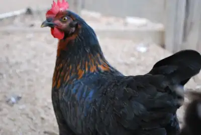RTL Black Star Chickens, View more