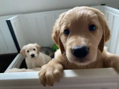 Golden Retriever Puppies, View more