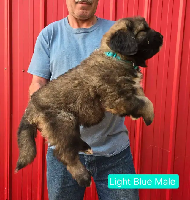 **Caucasian Shepherd Puppies** 100% Purebred in Dogs & Puppies for Rehoming in Winnipeg - Image 6